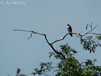 Bat Falcon: Falco rufigularis