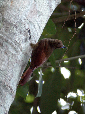 Northern Barred Woodcreeper: Dendrocolaptes sanctithomae