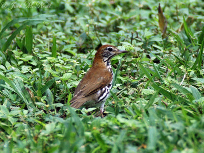 Wood Thrush: Hylocichla mustelina