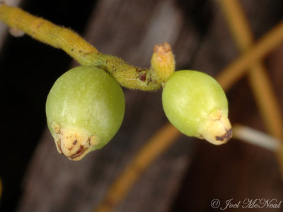 Cassytha filiformis fruits