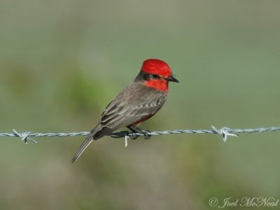 male Vermillion Flycatcher