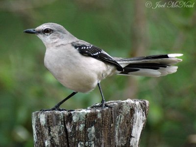 Tropical Mockingbird: <i>Mimus gilvus</i>