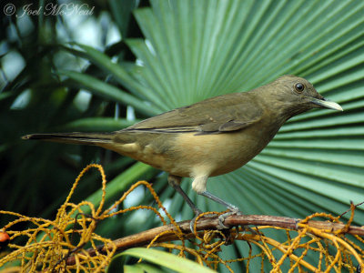 Clay-colored Thrush