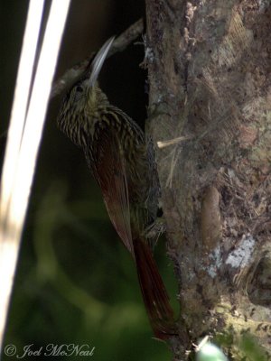 Ivory-billed Woodcreeper: Xiphorhynchus flavigaster