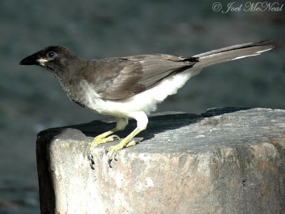 immature Brown Jay