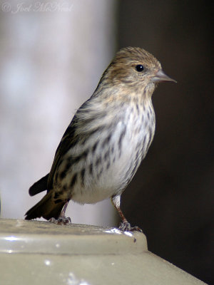 Pine Siskin