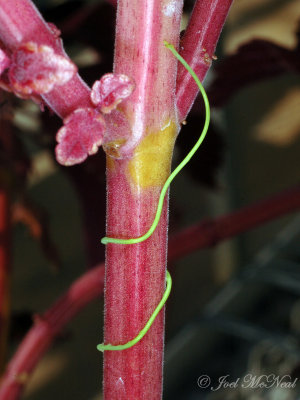 Cassytha filiformis seedling