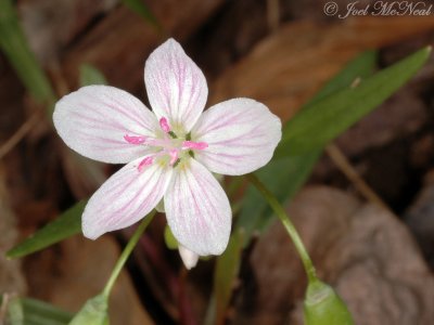 Spring Beauty: Claytonia virginiana