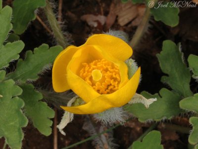 Wood Poppy: Stylophorum diphyllum