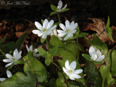Sharp-lobed Hepatica: Hepatica acutiloba, white form