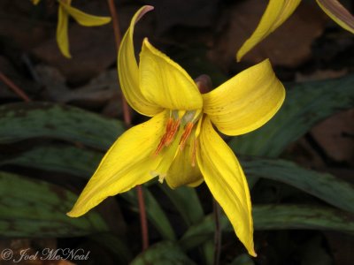 Trout Lily: Erythronium americanum