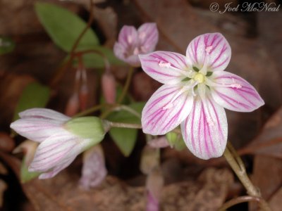 Carolina Spring Beauty: Claytonia caroliniana