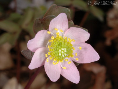 Rue Anemone: Anemonella thalictroides, pink form