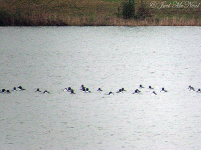 Common Loons: Gavia immer