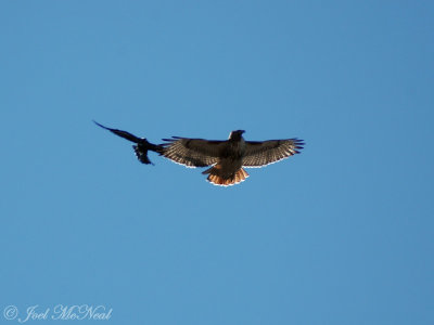 Fish Crow attacking Red-tailed Hawk