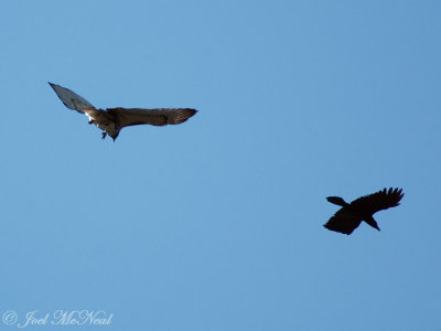 Red-tailed Hawk fighting off Fish Crow