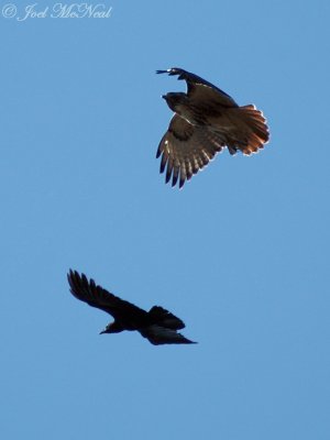 Red-tailed Hawk fighting off Fish Crow