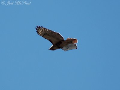 Red-tailed Hawk watching Fish Crow