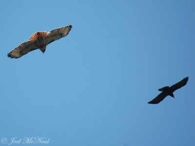 Red-tailed Hawk & Fish Crow