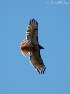 Red-tailed Hawk