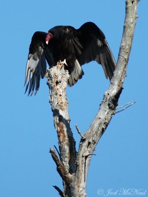 Turkey Vulture: Cathartes aura