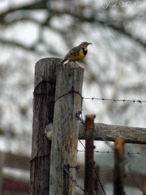 Eastern Meadowlark