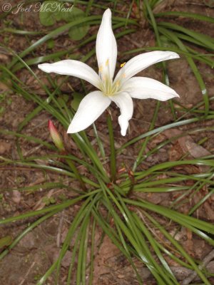 Atamasco Lily: Zephyranthes atamasca