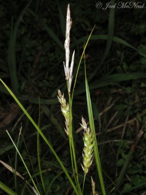 Cherokee Sedge: Carex cherokeensis