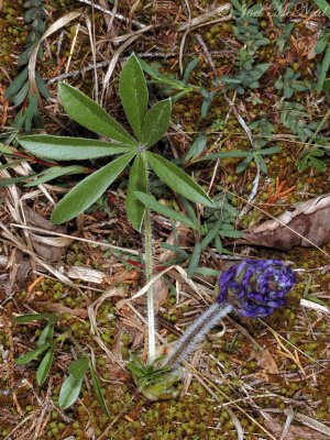 Nashville Breadroot: Pediomelum subacaule