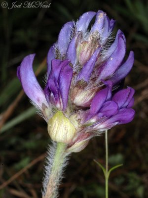 Nashville Breadroot: Pediomelum subacaule