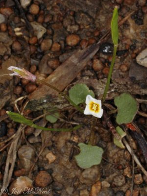 Least Gladecress: Leavenworthia exigua