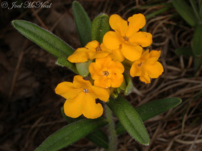 Hoary Puccoon: Lithospermum canescens