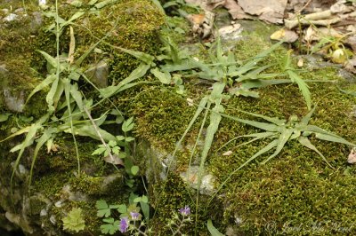 Walking Fern: Asplenium rhizophyllum