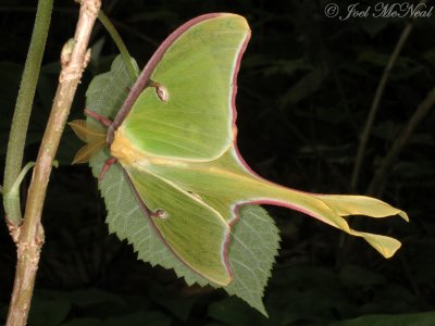 Luna Moth