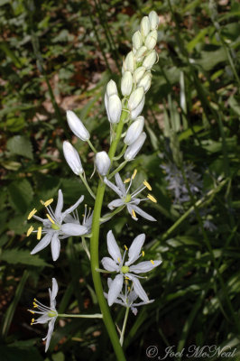 Wild Hyacinth: Camassia scilloides