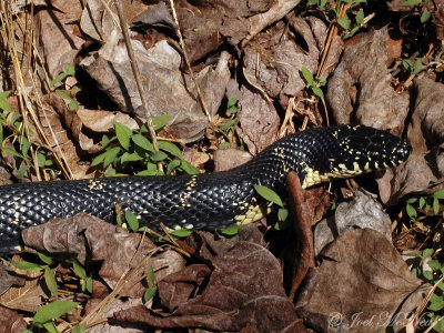 Eastern Kingsnake