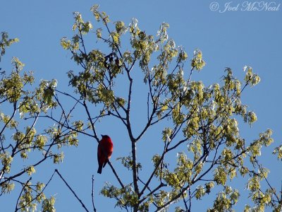 male Scarlet Tanager