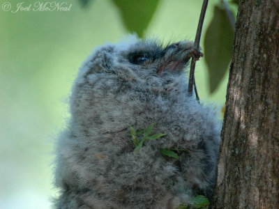 Baby Barred Owl climbing a tree