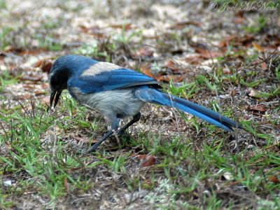 Florida Scrub Jay