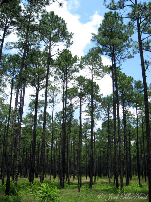 Pine savanna