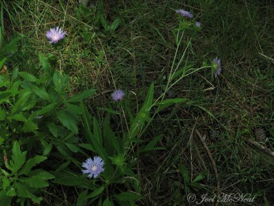 Stokes' Aster: Stokesia laevis