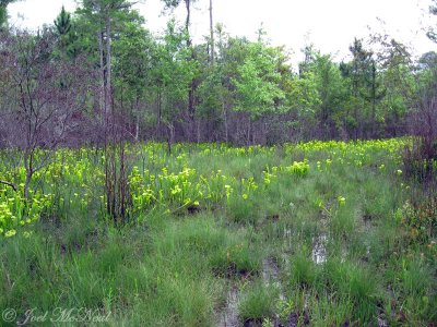 Pitcher Plant Bog (mostly Sarracenia flava)