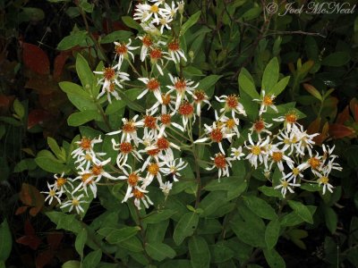 Southern Tall Flat-topped Aster: Doellingeria sericocarpoides