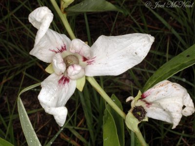 Narrowleaf Pawpaw: Asimina angustifolia
