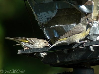 Pine Siskin and Red Crossbill