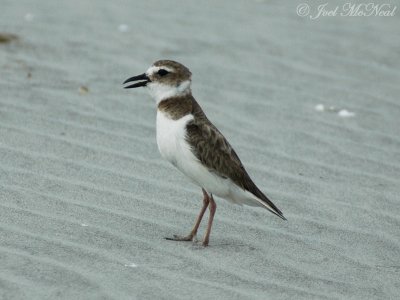 Wilson's Plover