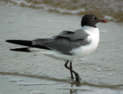 Laughing Gull