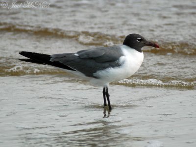 Laughing Gull