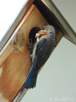 female Eastern Bluebird with moth