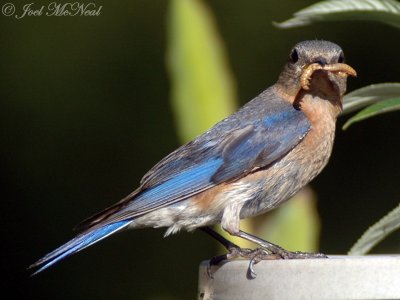 female Eastern Bluebird gathering mealworms